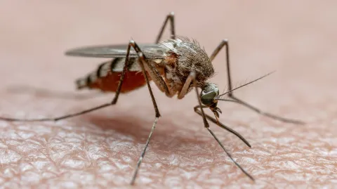 Google quer liberar 32 milhões de mosquitos infectados, segu