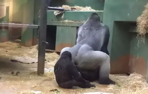 Gorilas acasalam na frente de crianças em zoológico