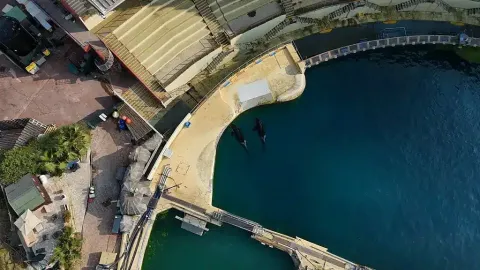 Grande atualização sobre duas orcas “deixadas para morrer” em um parque marinho abandonado