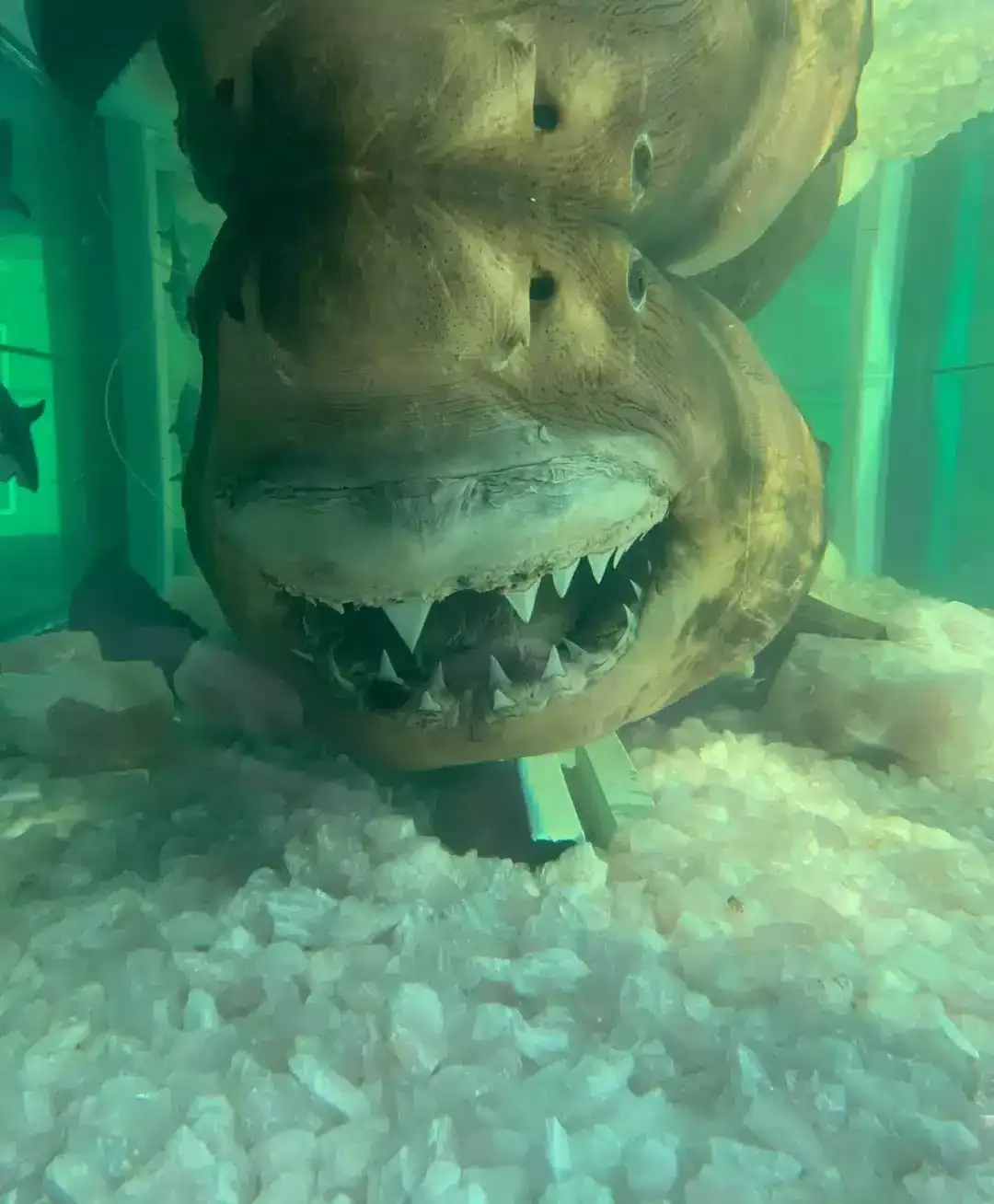 Grande atualização sobre o tubarão-branco preservado que foi