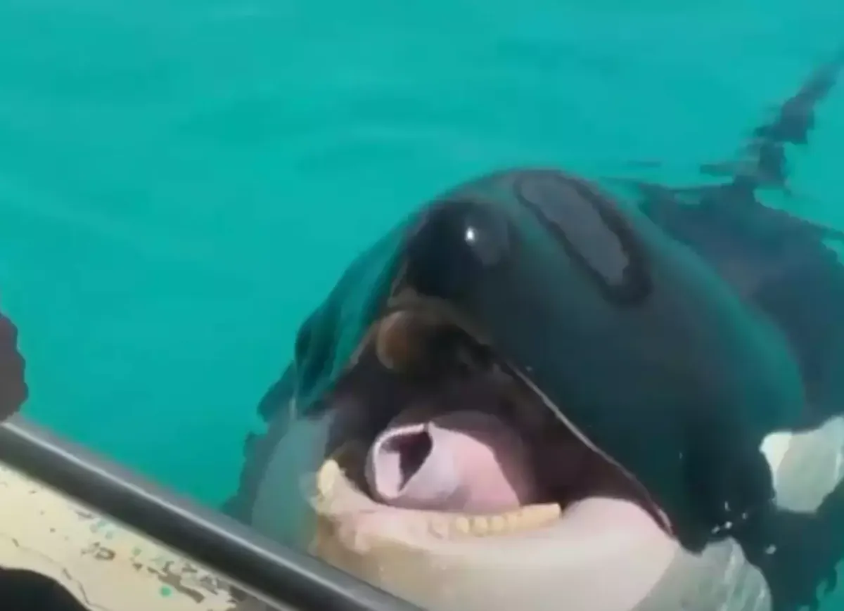 Gravação assustadora de orcas imitando fala humana deixa as