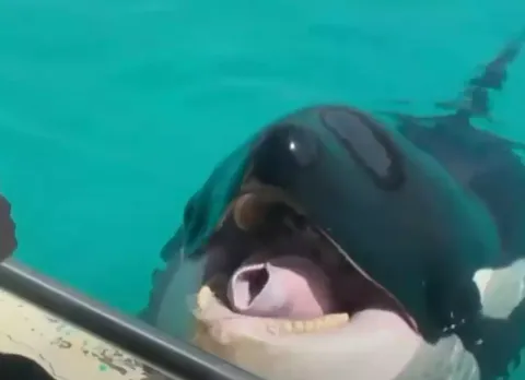 Gravação assustadora de orcas imitando fala humana deixa as 