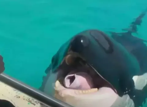 Gravação assustadora de uma baleia beluga imitando a fala hu