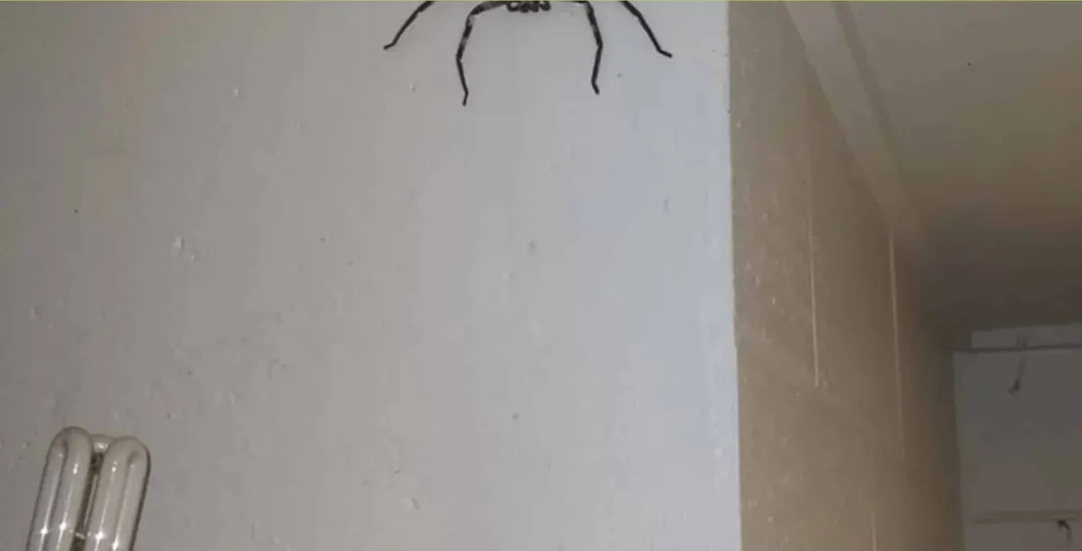 Homem australiano explica por que deixou uma aranha do taman