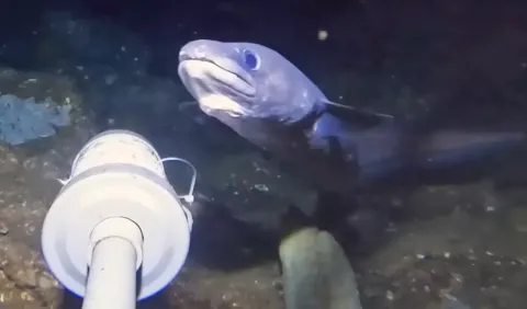 Homem deixou uma GoPro cair no fundo do oceano e encontrou uma criatura que nem os especialistas conseguem identificar