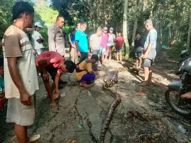 Homem desaparecido é encontrado morto dentro do estômago de
