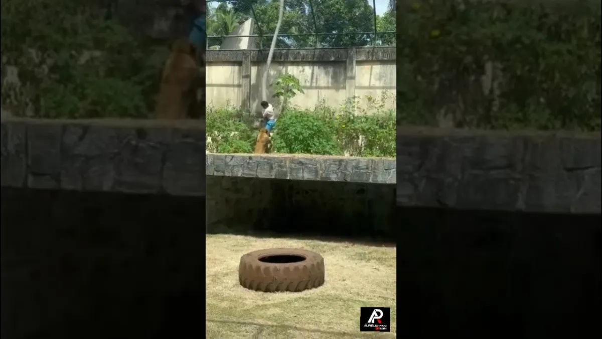 Homem invade jaula e é morto por leoa no zoológico de João P