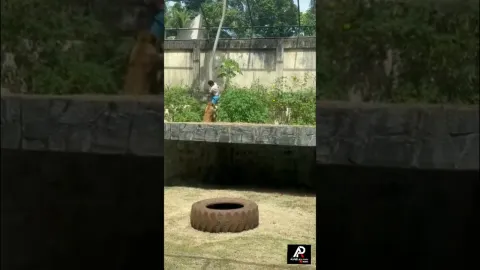 Homem invade jaula e é morto por leoa no zoológico de João P