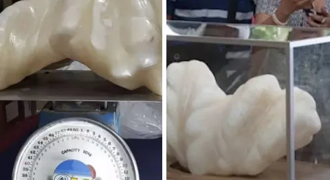 Homem manteve uma pérola de 34 kg debaixo da cama por 10 ano
