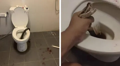 Homem mordido nos testículos por píton enquanto estava senta