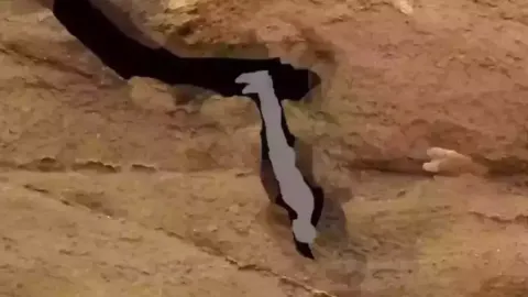 Homem que teria “morrido da pior forma imaginável” descreveu