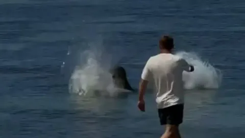 Homem recebe recompensa após agredir turista que jogou uma p