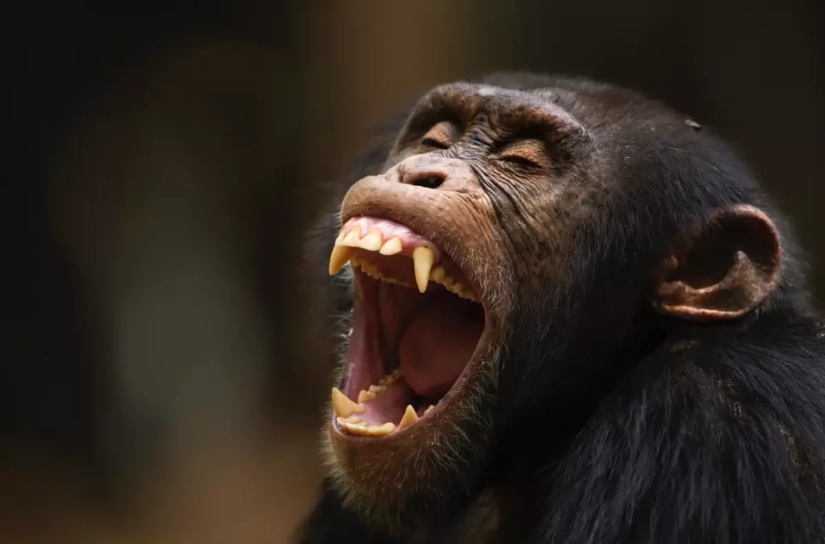 Horror quando um chimpanzé famoso por usar ferramentas arran