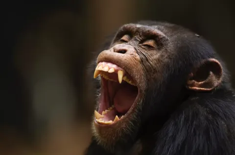 Horror quando um chimpanzé famoso por usar ferramentas arran