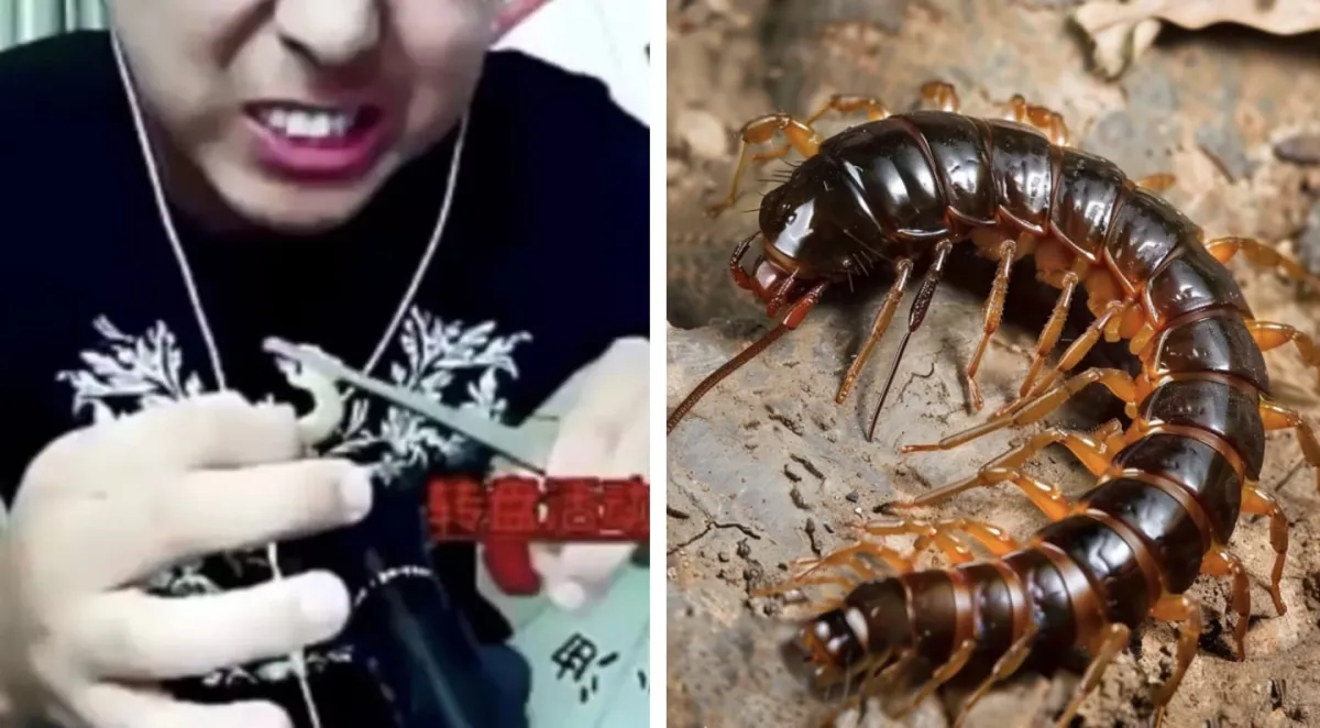 Influenciador morreu enquanto fazia transmissão comendo cent