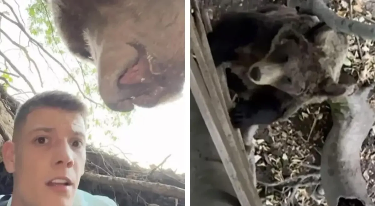 Influenciador se filma em toca de urso enquanto animal chega