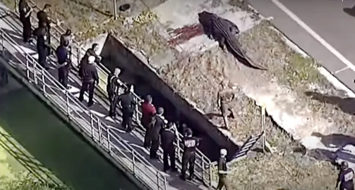 Jacaré gigante mata mulher na Flórida: vídeo chocante