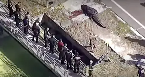 Jacaré gigante mata mulher na Flórida: vídeo chocante