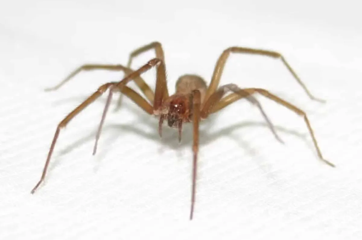 Jovem morre após ser picado por aranha-violinista. Conheça o