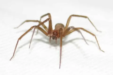 Jovem morre após ser picado por aranha-violinista. Conheça o