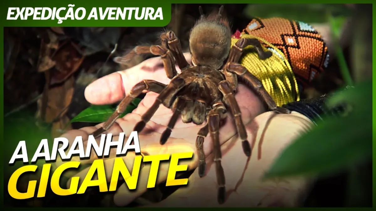 Maior aranha do mundo é encontrada no Brasil