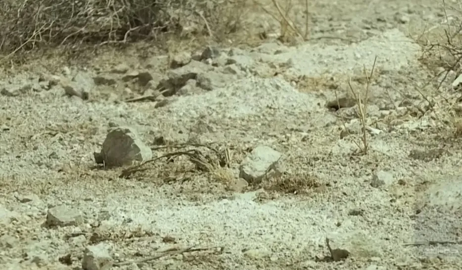 Mais de 100 montes de restos humanos são encontrados no dese