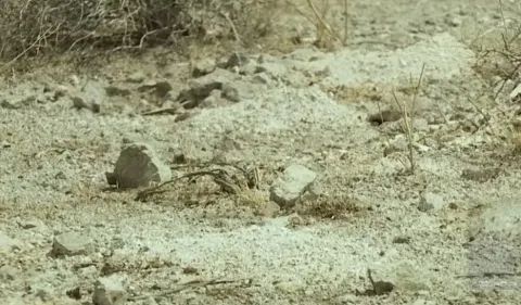 Mais de 100 montes de restos humanos são encontrados no dese