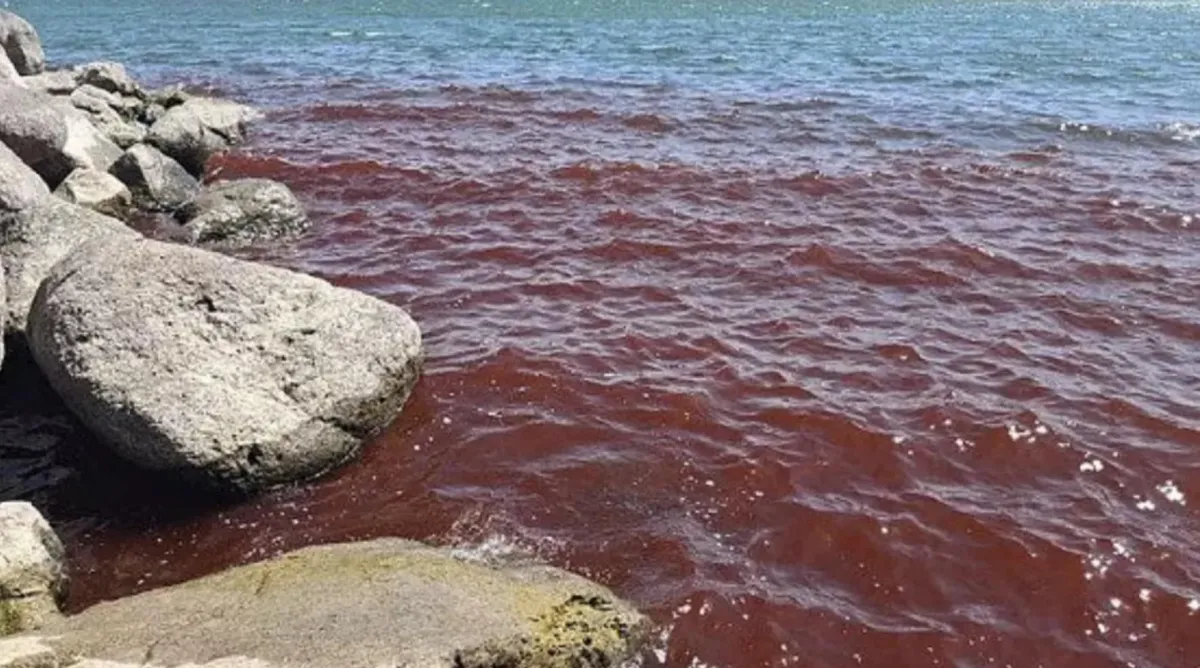 Mar bíblico fica vermelho como sangue, gerando temores de ap