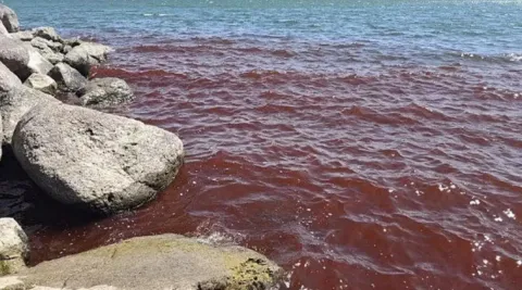 Mar bíblico fica vermelho como sangue, gerando temores de ap