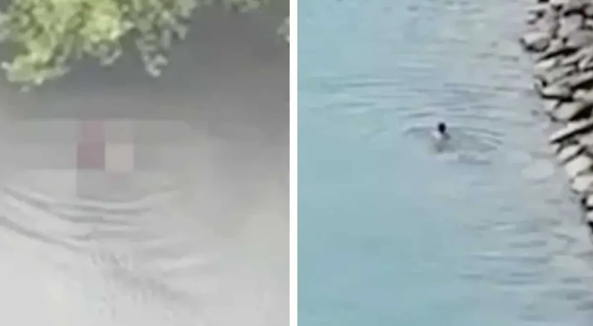 Menino de 1 ano foi devorado por crocodilo na frente do pai