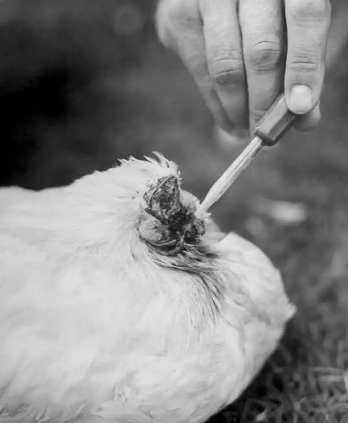 Mike, o frango que viveu 18 meses sem cabeça