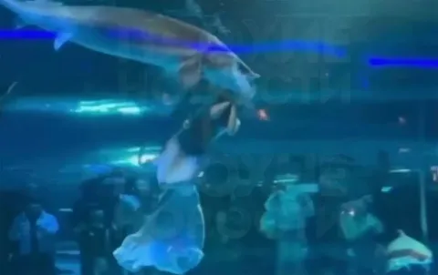 Momento aterrorizante em que peixe gigante ataca o rosto de 