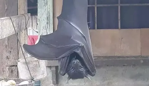 Morcego gigante nas Filipinas: mito ou realidade?