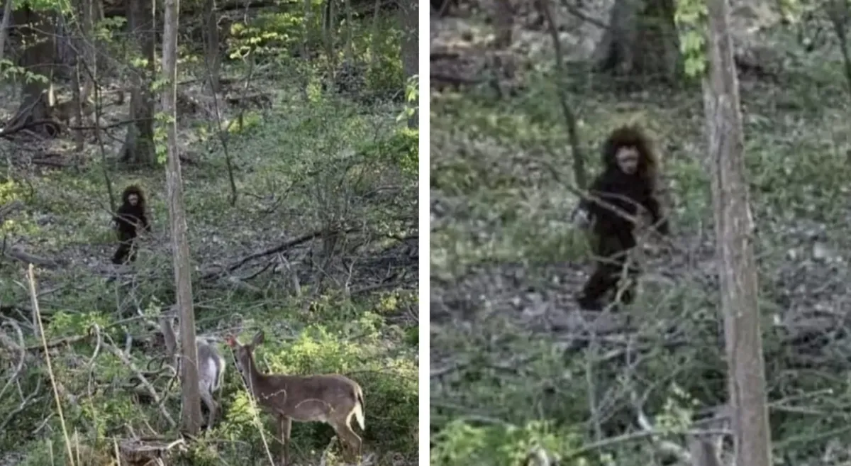 Mulher alega que viu “filhote do Pé Grande” em floresta