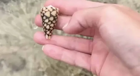 Mulher sem saber pega a concha mais mortal do oceano que “le
