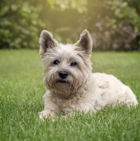 O cão mais bonito do mundo foi revelado segundo a ciência, e