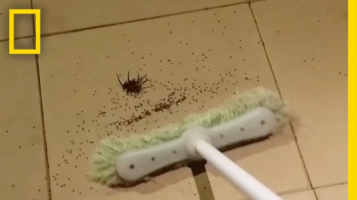 O que acontece quando você esmaga uma aranha grávida