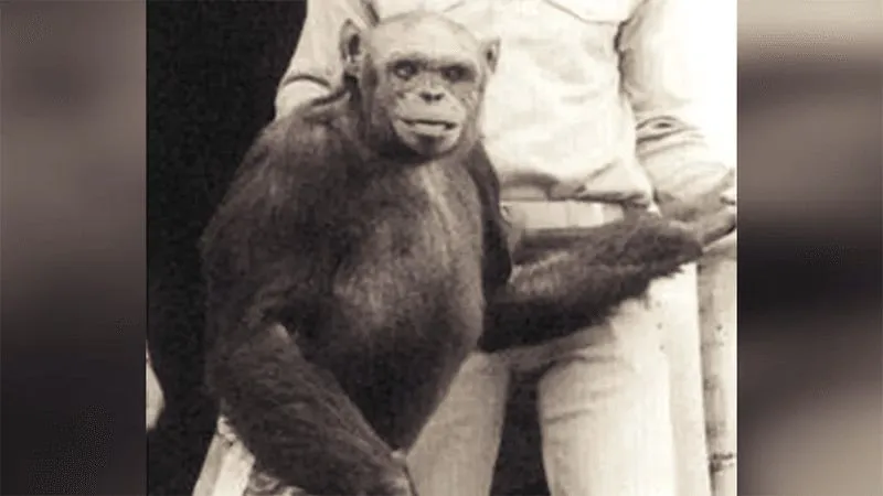 O que aconteceu com o Chimpanzomem, suposto híbrido entre hu