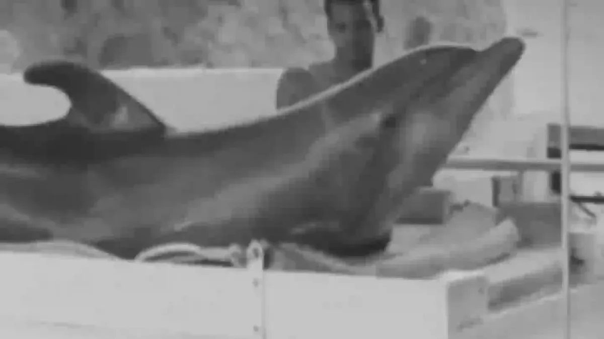 O que aconteceu tragicamente ao golfinho que “se apaixonou”