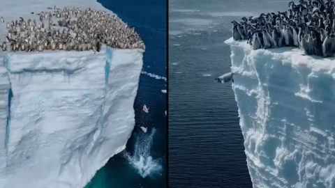 O triste motivo pelo qual filhotes de pinguim-imperador estã