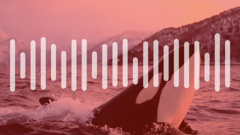 Orca imita humanos com sucesso em áudio assustador e fascina