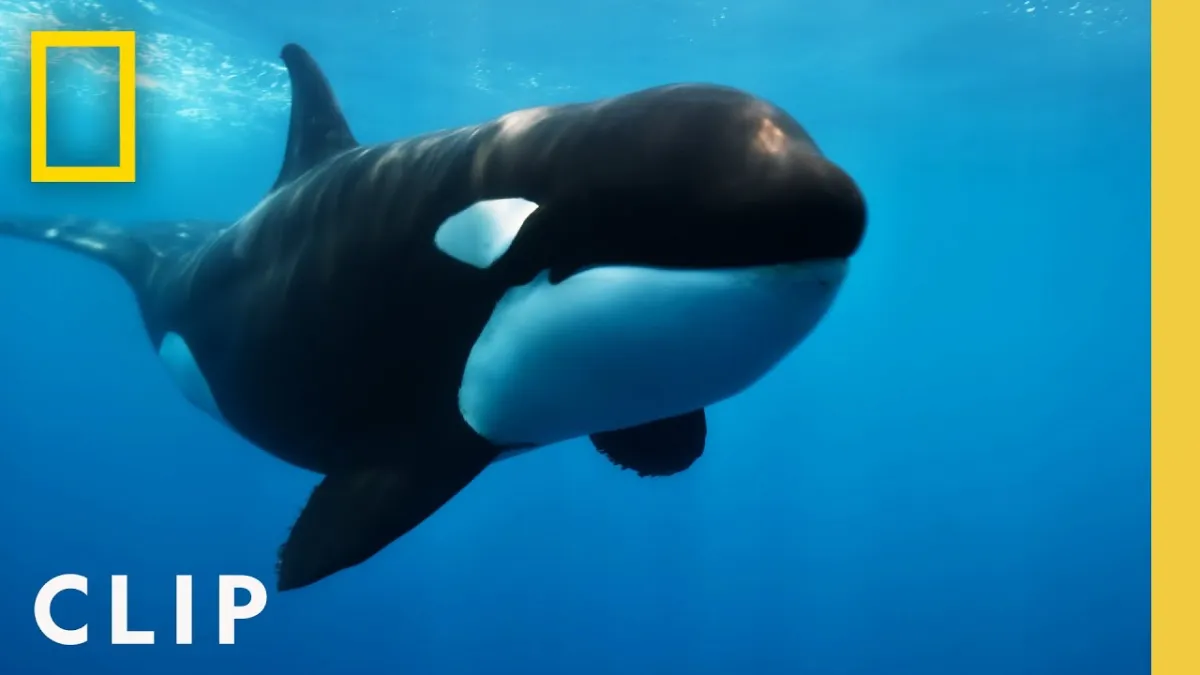 Orca persegue e mata grande tubarão branco com um golpe em i
