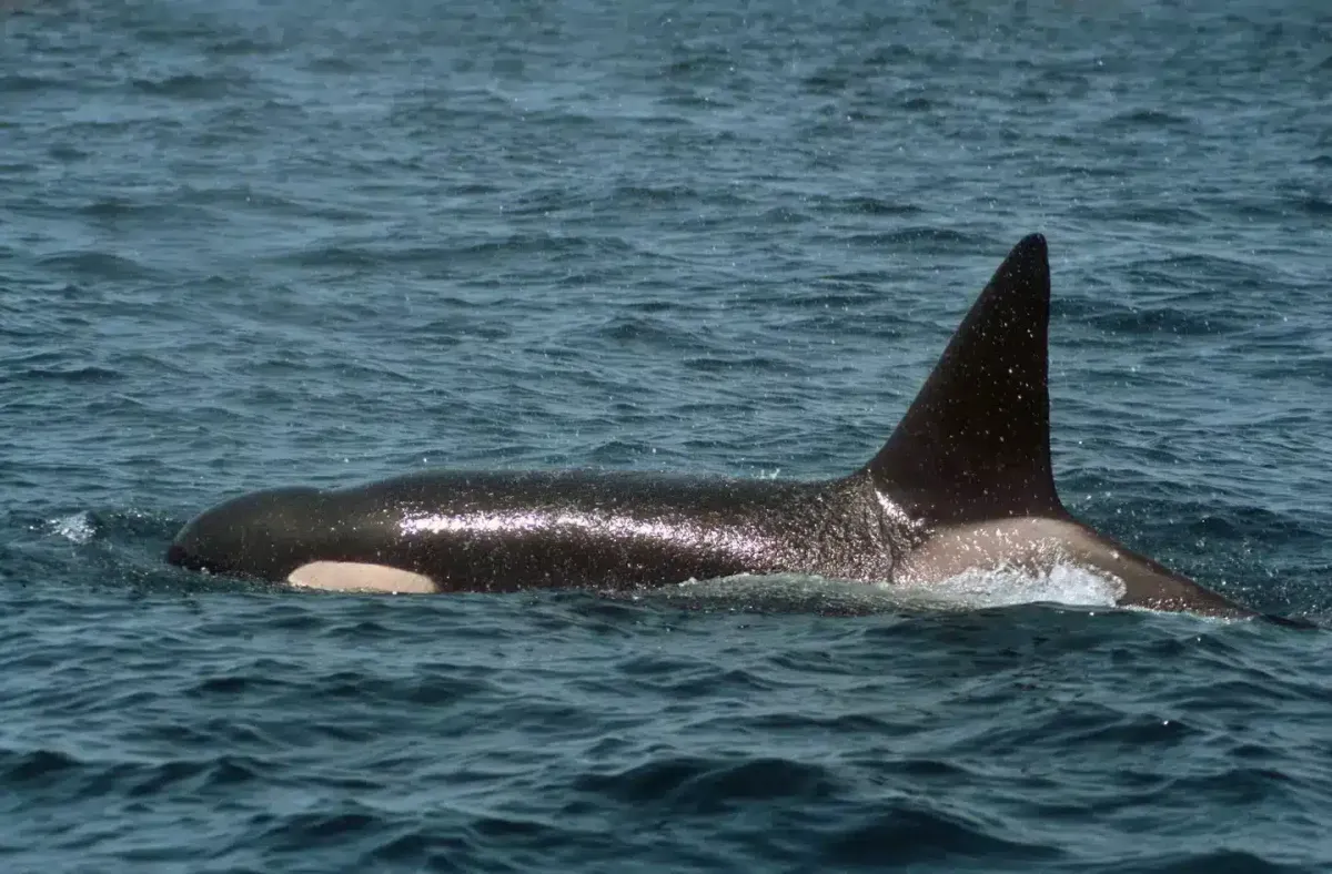 Orca persistente ‘ataca’ e afunda iate em apenas 45 minutos