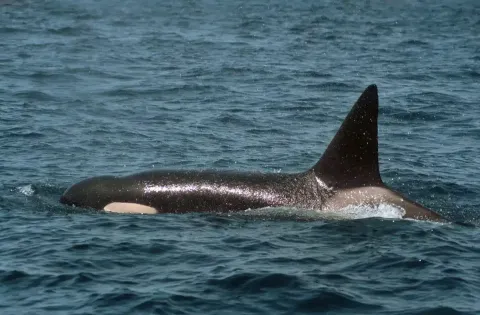 Orca persistente ‘ataca’ e afunda iate em apenas 45 minutos