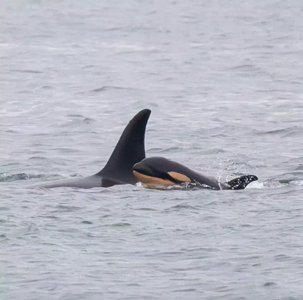 Orca que carregou seu filhote morto por 17 dias, percorrendo