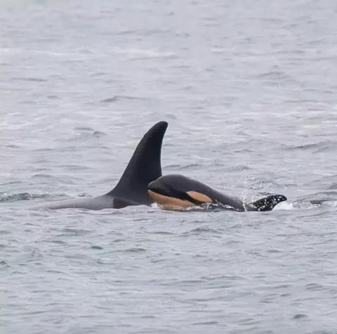 Orca que carregou seu filhote morto por 17 dias, percorrendo