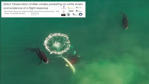 Orcas dominam tubarões em ataque inédito visto por drone
