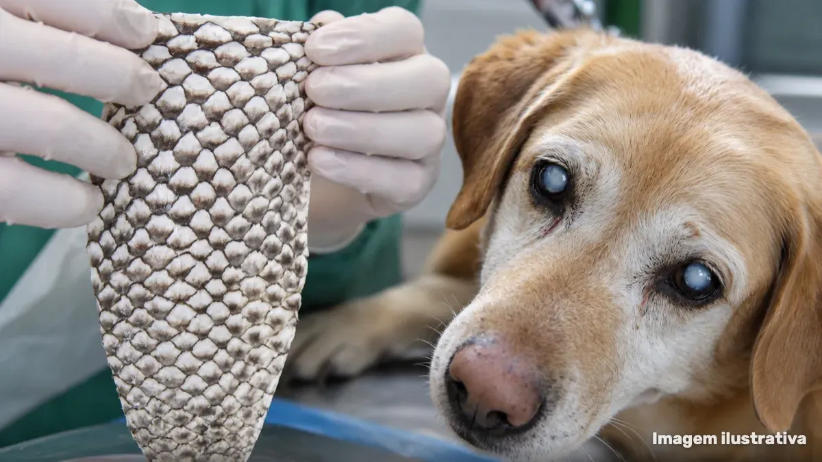 Pele de tilápia ajuda a recuperar a visão de cães e gatos co