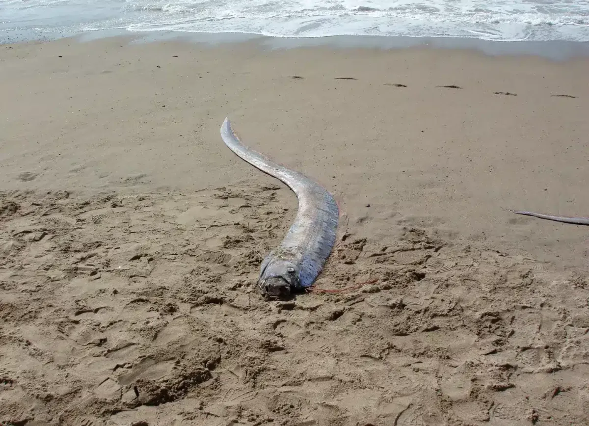 Pescadores capturam assustador ‘peixe do juízo final’ em rar