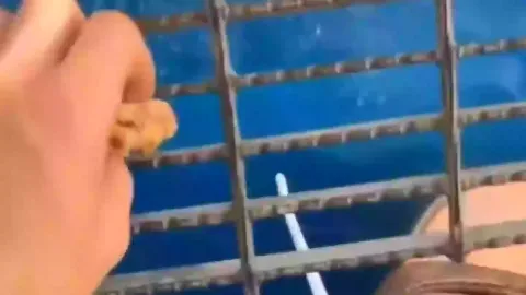 Pessoas juram ‘nunca mais entrar no oceano’ após verem o que